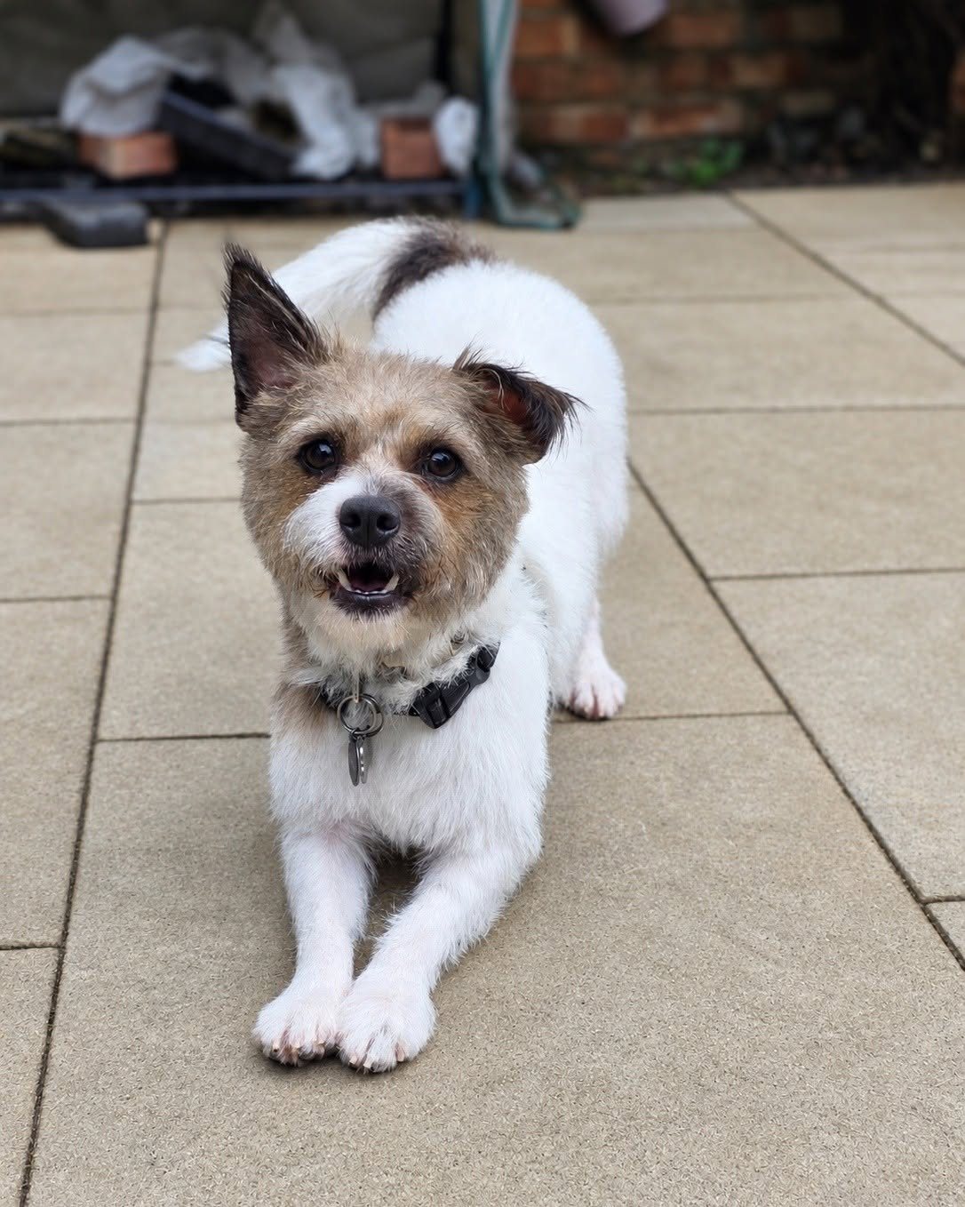 Jack Russell lying on a patio