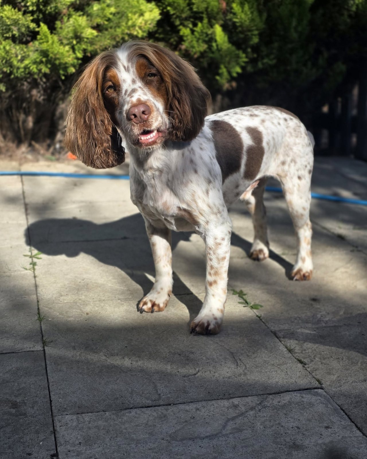 Springer spaniel standing in the sunshine