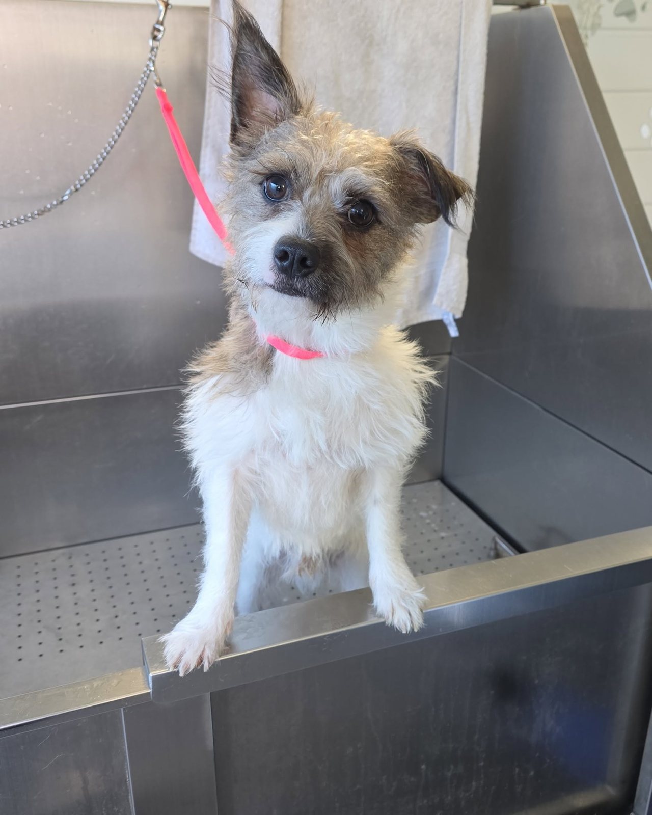 Terrier in the grooming bath