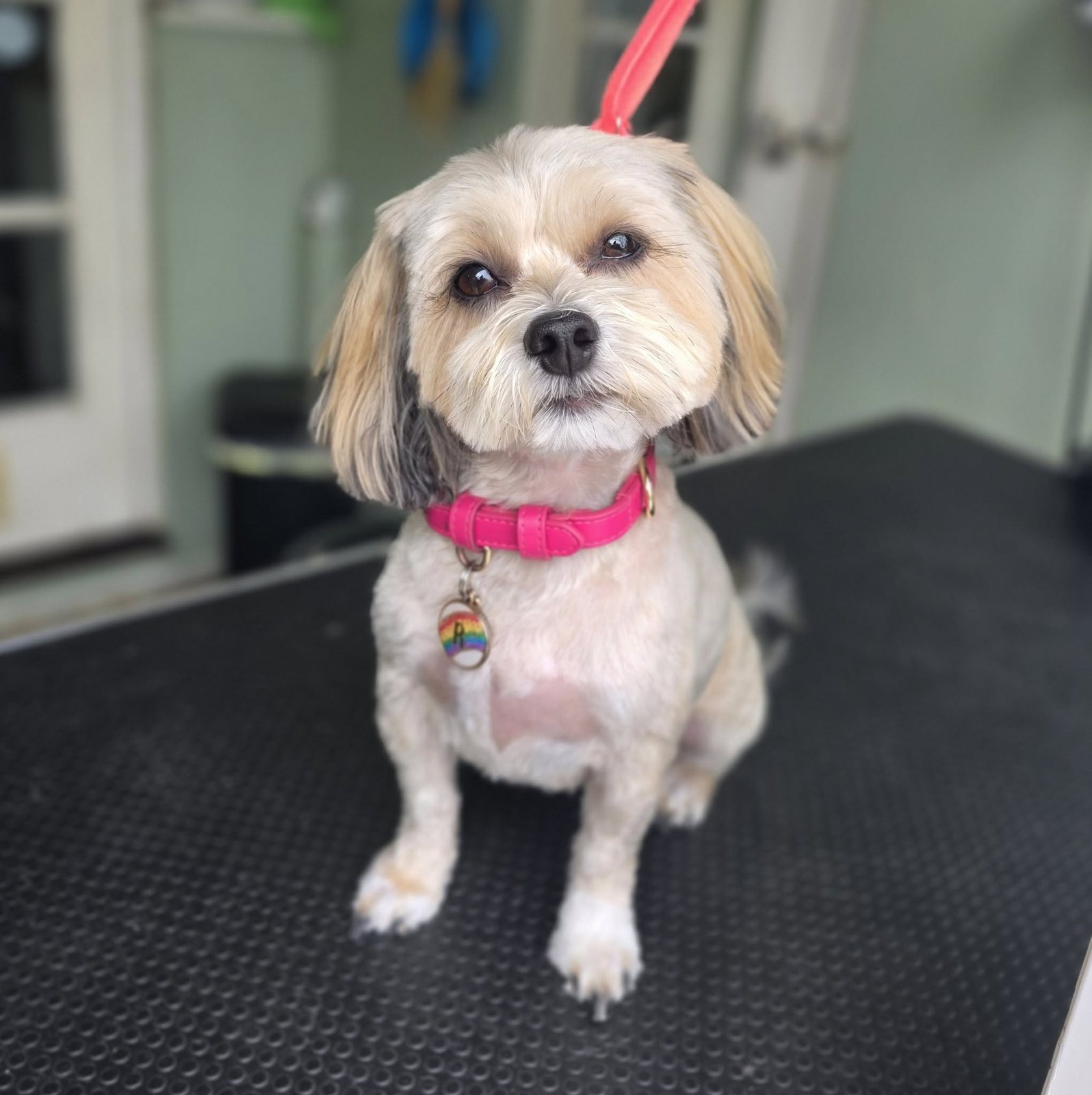 Shih tzu cross in a pink collar on the grooming table