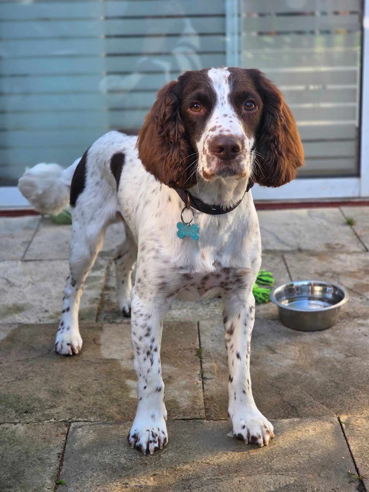 Springer spaniel on a patio